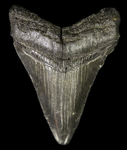 Juvenile Megalodon Tooth #61799